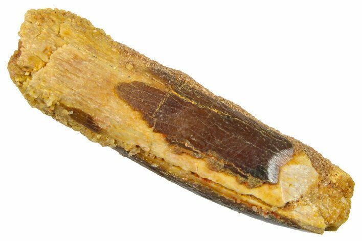 Fossil Sauropod Dinosaur (Titanosaur) Tooth - Morocco #369657